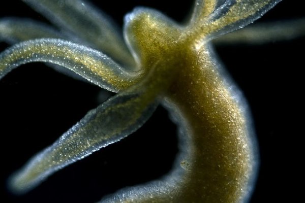 Не работает сайт kraken